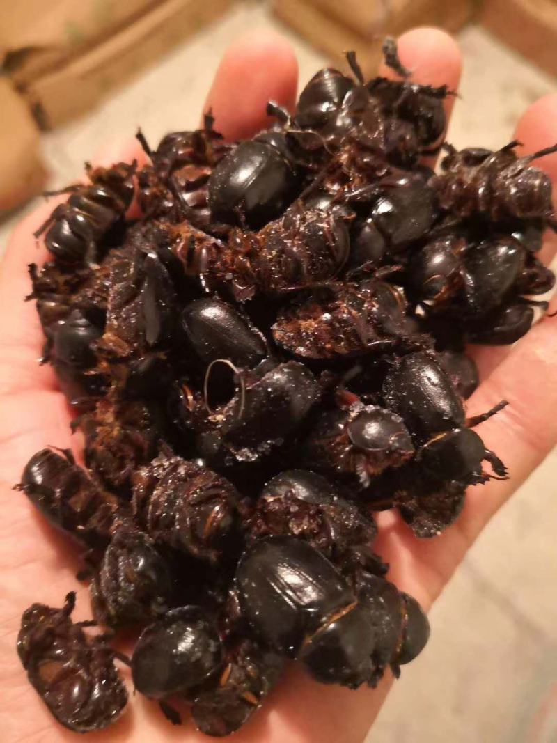 蚰壳螂，黑瞎闯子，金龟子，油壳螂