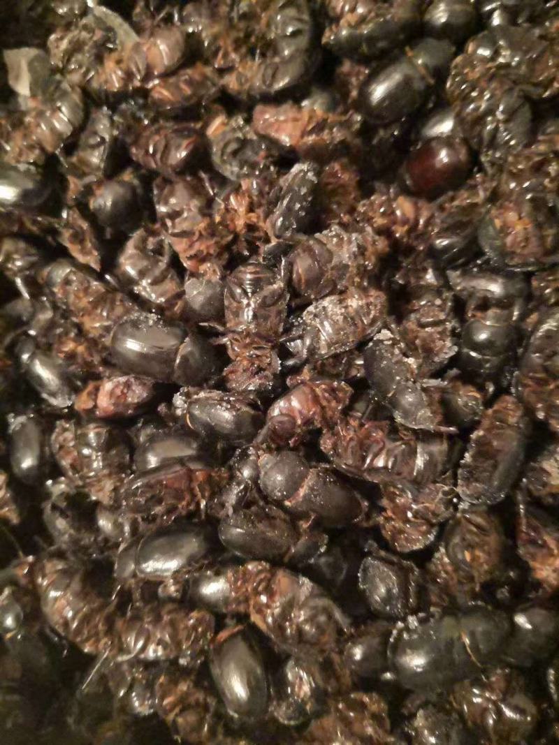蚰壳螂，黑瞎闯子，金龟子，油壳螂