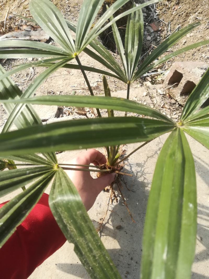 棕榈棕包树苗地径2公分到20公分