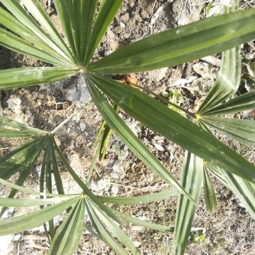 棕榈棕包树苗地径2公分到20公分