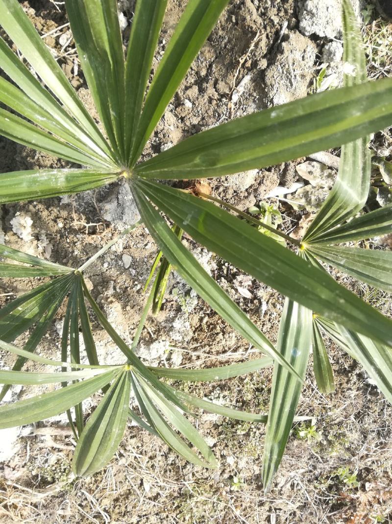 棕榈棕包树苗地径2公分到20公分