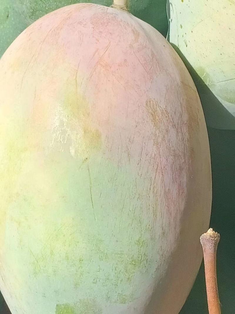 攀枝花凯特凯特芒，运费包装费自己处理