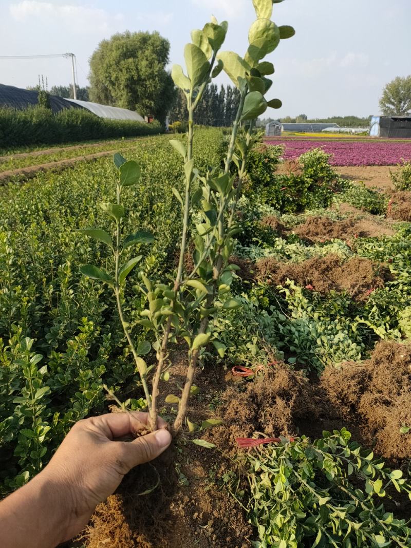 优质卫矛绿篱苗价格，卫矛基地，卫矛地苗，袋苗现货供应