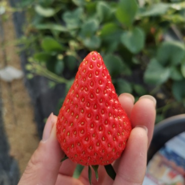 红颜99草莓万亩草莓园大量优质供货原产地直供