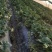 红颜99草莓万亩草莓园大量优质供货原产地直供