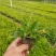 紫花地丁价格，紫花地丁种植基地，紫花地丁大量供应