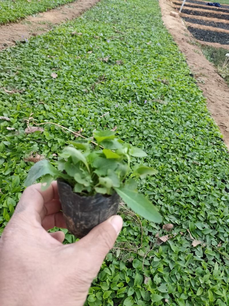 紫花地丁价格，紫花地丁种植基地，紫花地丁大量供应