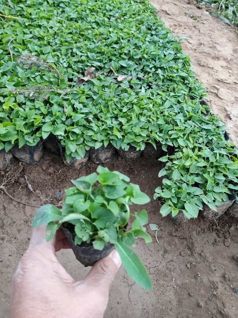 紫花地丁价格，紫花地丁种植基地，紫花地丁大量供应