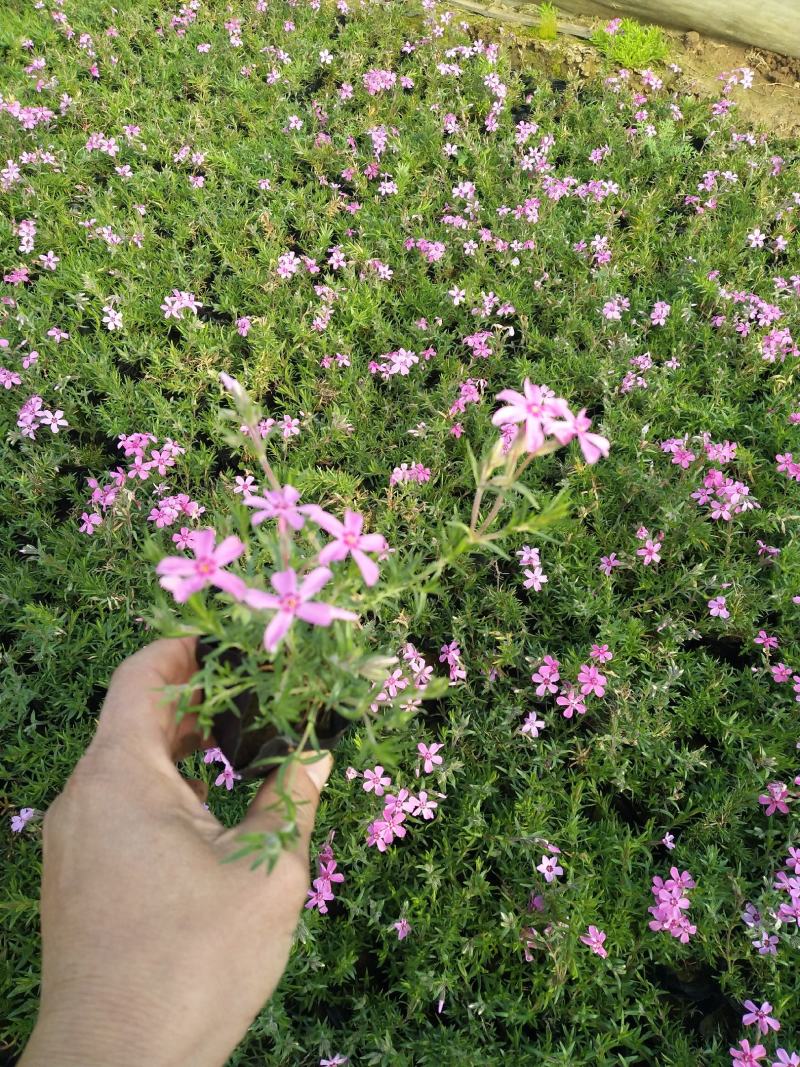 丛生福禄考新价格，福禄考基地，丛生福禄考现货