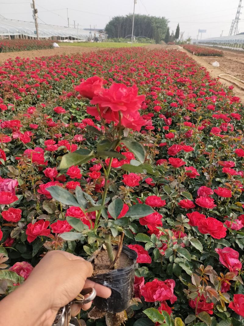 红帽月季价格，红帽月季基地，红帽月季大量批发