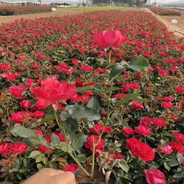 红帽月季价格，红帽月季基地，红帽月季大量批发