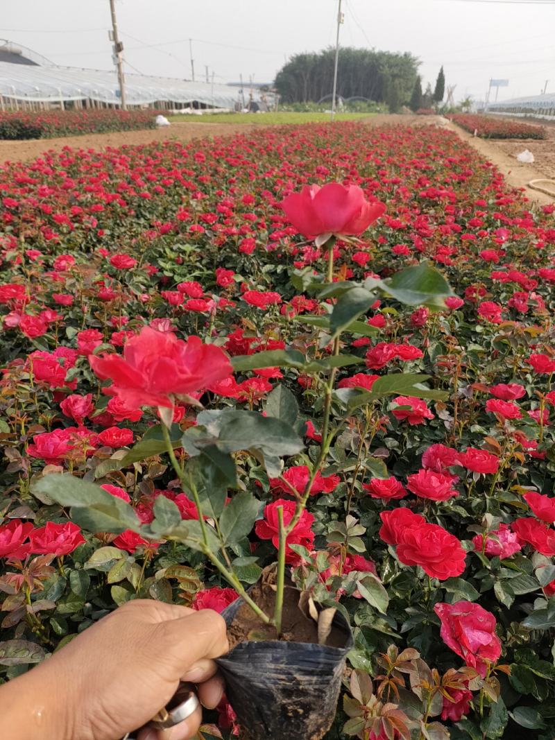 红帽月季价格，红帽月季基地，红帽月季大量批发