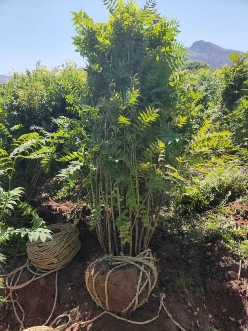 珍珠梅球冠幅一米到一米五