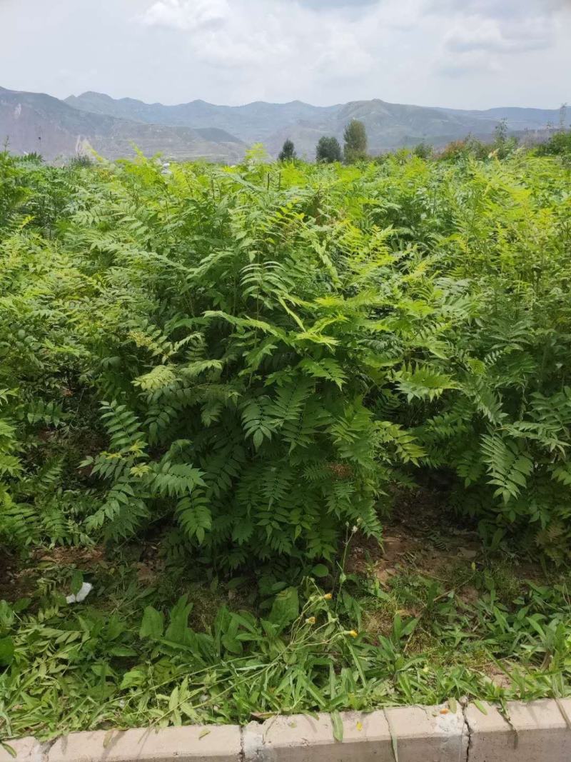 珍珠梅球冠幅一米到一米五