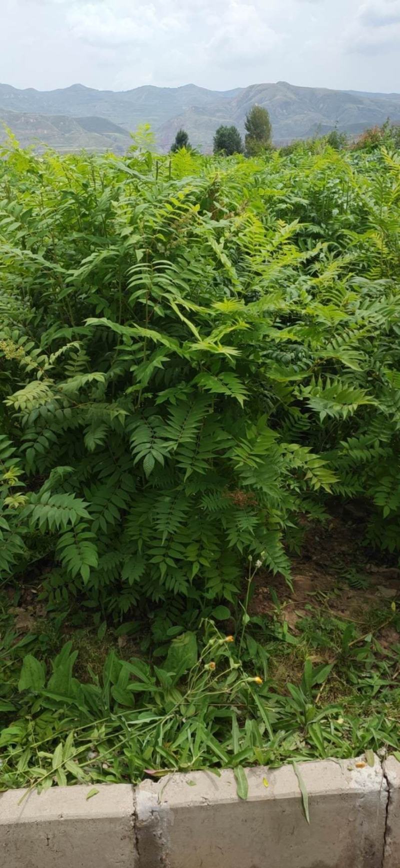 珍珠梅球冠幅一米到一米五