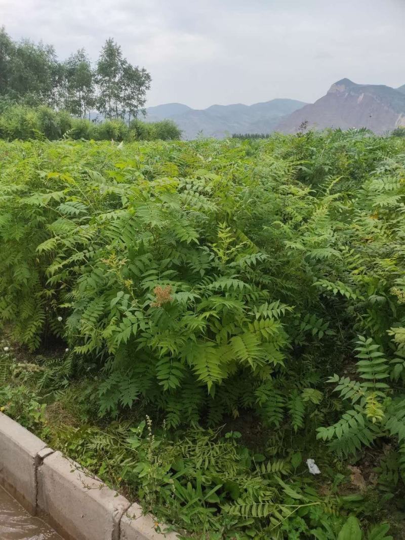 珍珠梅球冠幅一米到一米五