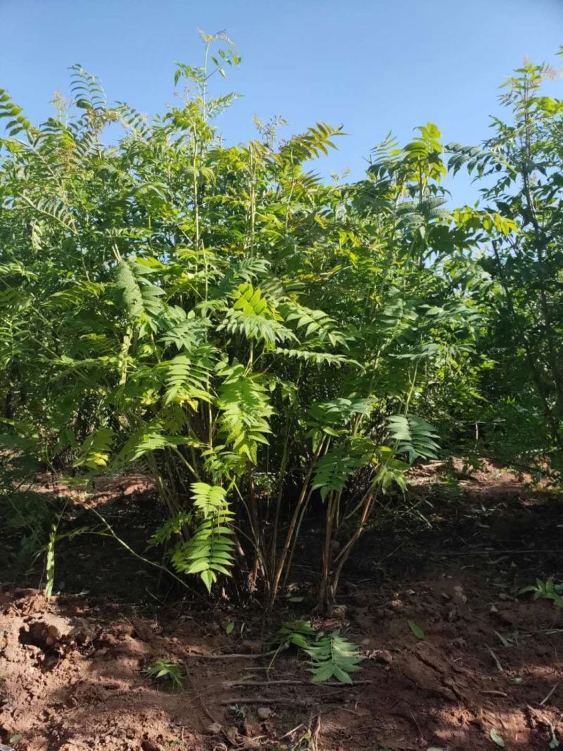 珍珠梅球冠幅一米到一米五