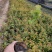 2021金焰绣线菊价格，金焰绣线菊基地，绣线菊专业种植供