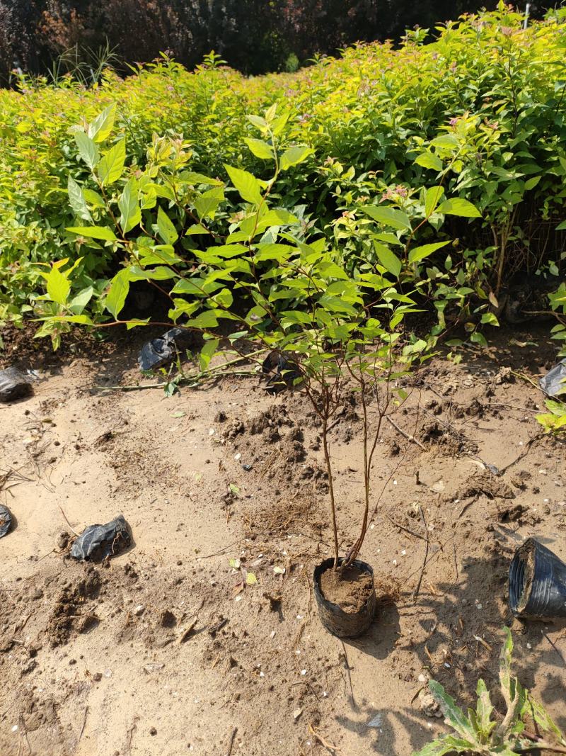 2021金焰绣线菊价格，金焰绣线菊基地，绣线菊专业种植供