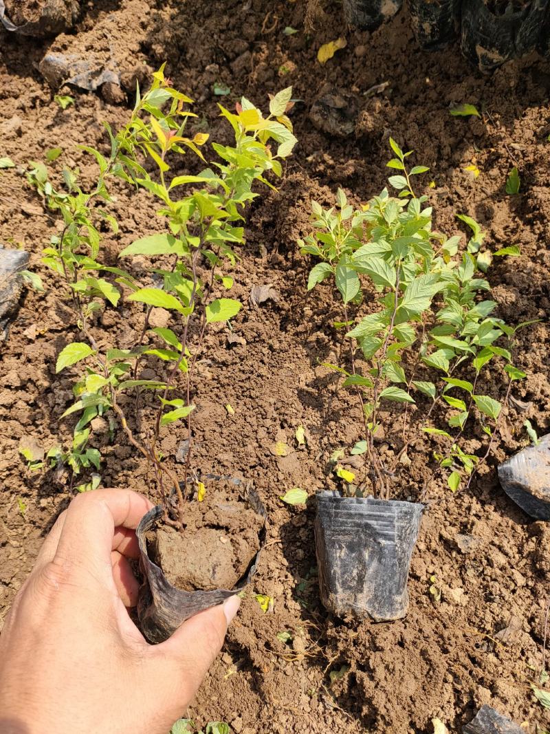 2021金焰绣线菊价格，金焰绣线菊基地，绣线菊专业种植供