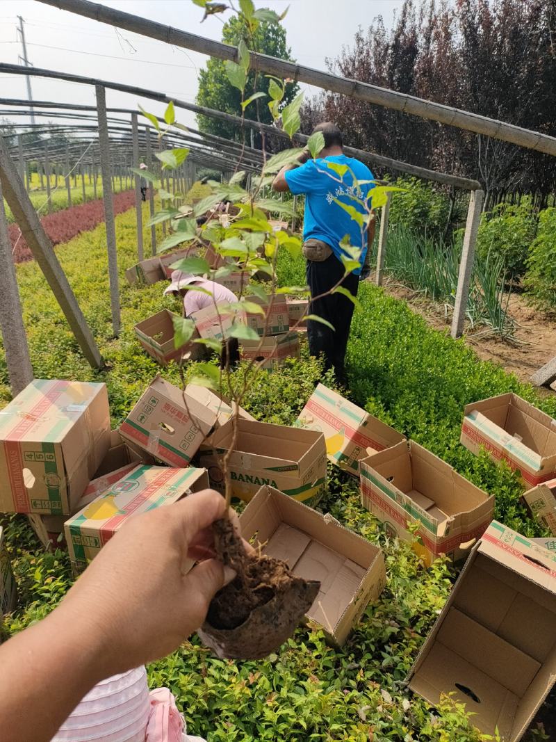 2021金焰绣线菊价格，金焰绣线菊基地，绣线菊专业种植供