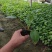 优质紫花玉簪新价格，紫花玉簪基地，紫花玉簪工程袋苗供应