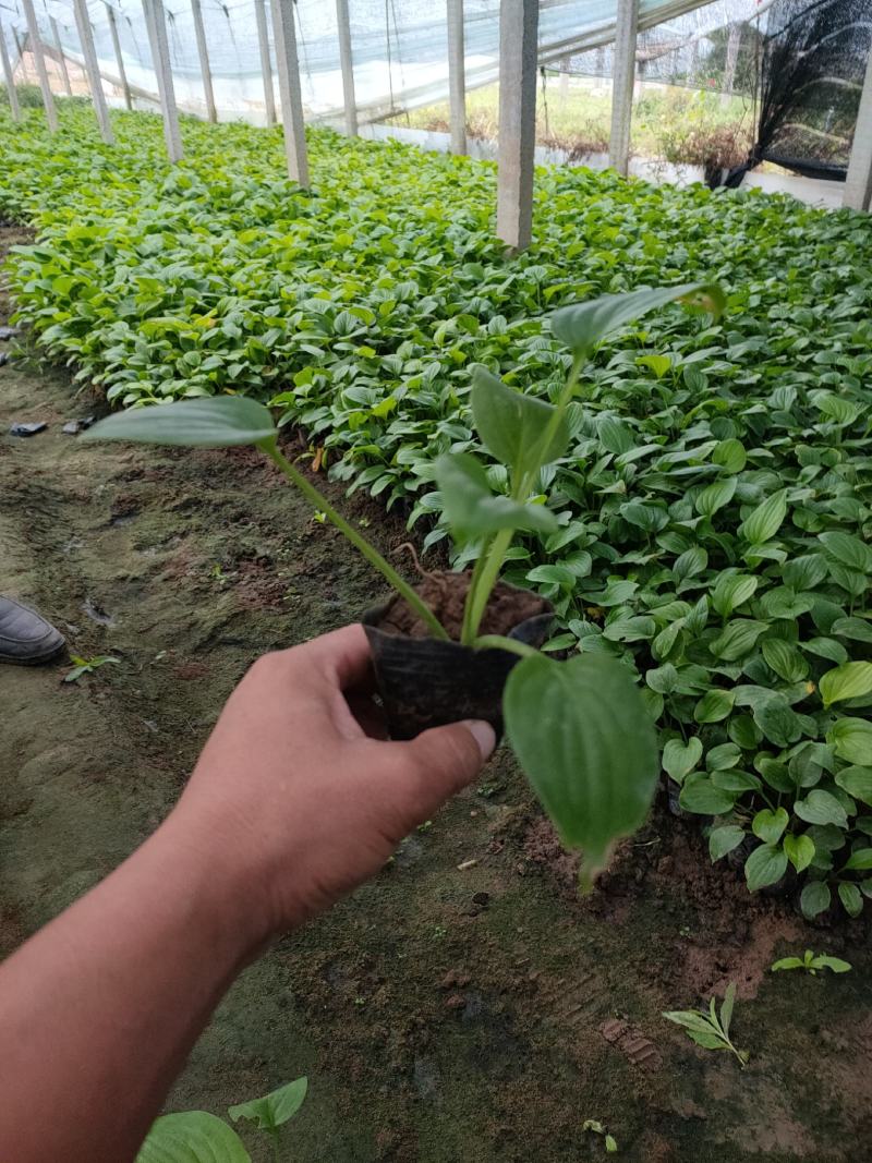 优质紫花玉簪新价格，紫花玉簪基地，紫花玉簪工程袋苗供应