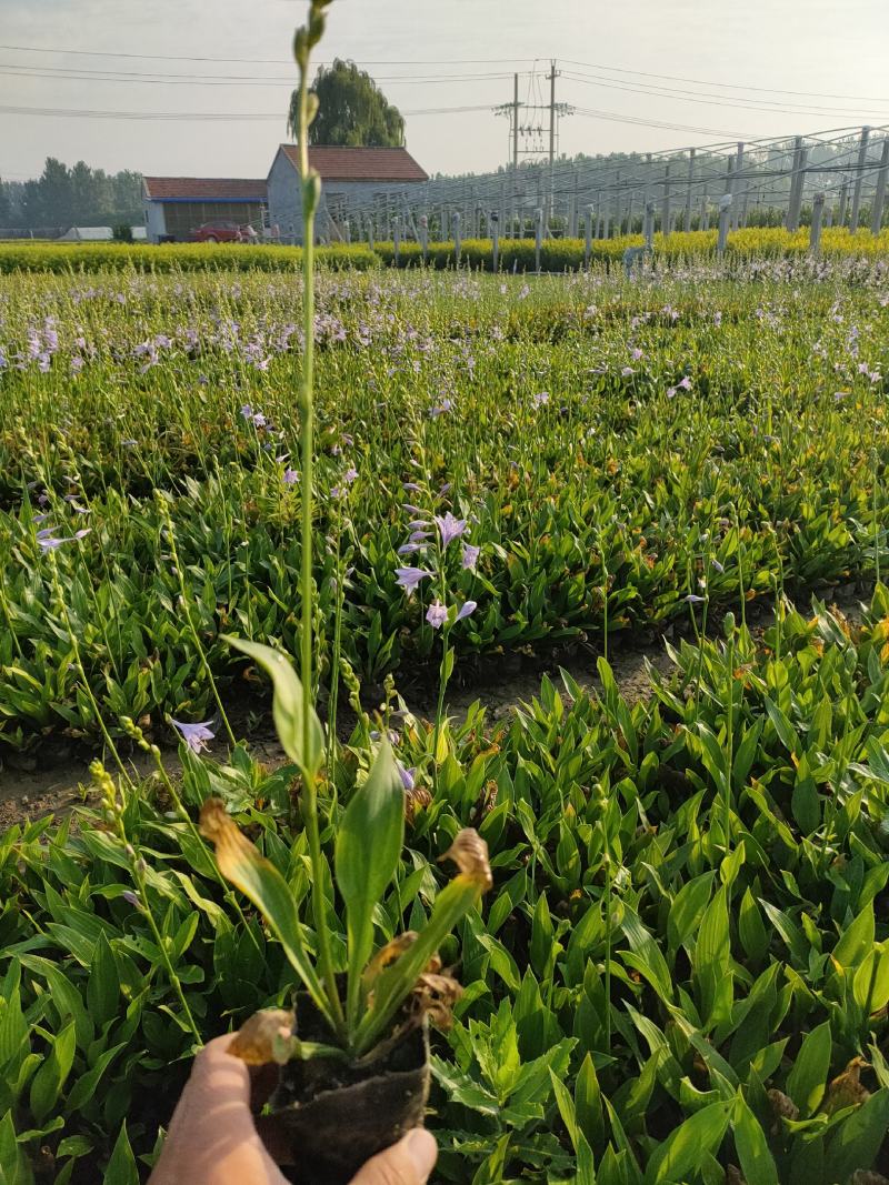 优质紫花玉簪新价格，紫花玉簪基地，紫花玉簪工程袋苗供应