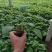 优质紫花玉簪新价格，紫花玉簪基地，紫花玉簪工程袋苗供应