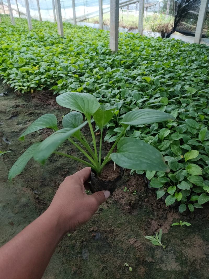 优质紫花玉簪新价格，紫花玉簪基地，紫花玉簪工程袋苗供应