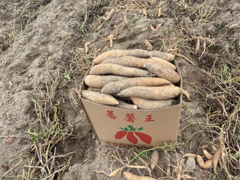 鸡骨香普力木薯条形杠杠的