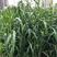 苏丹草种子四季种植亩用种量八斤信农田源种业