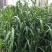 苏丹草种子四季种植亩用种量八斤信农田源种业