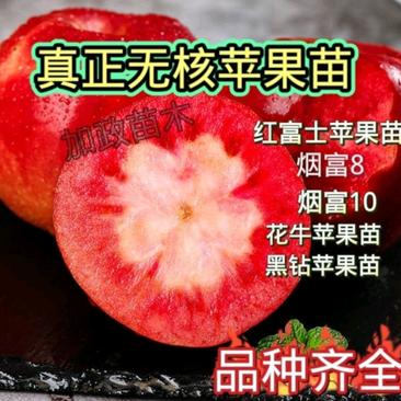 新品无核红肉苹果苗苹果苗南方北方都可种植红富士苹果苗