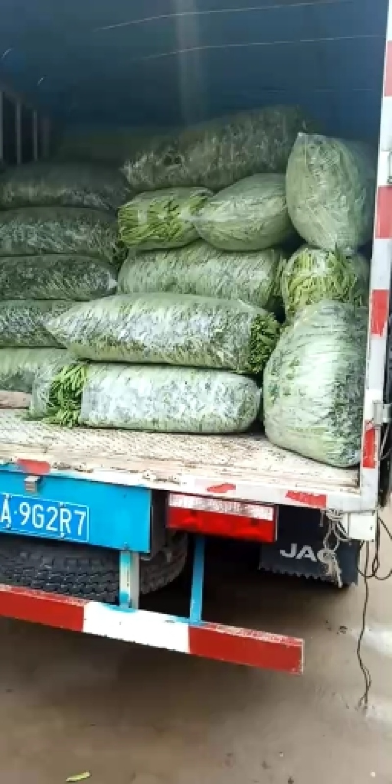 山东商河精品扁青芸豆产地直供高品质鲜扁芸豆