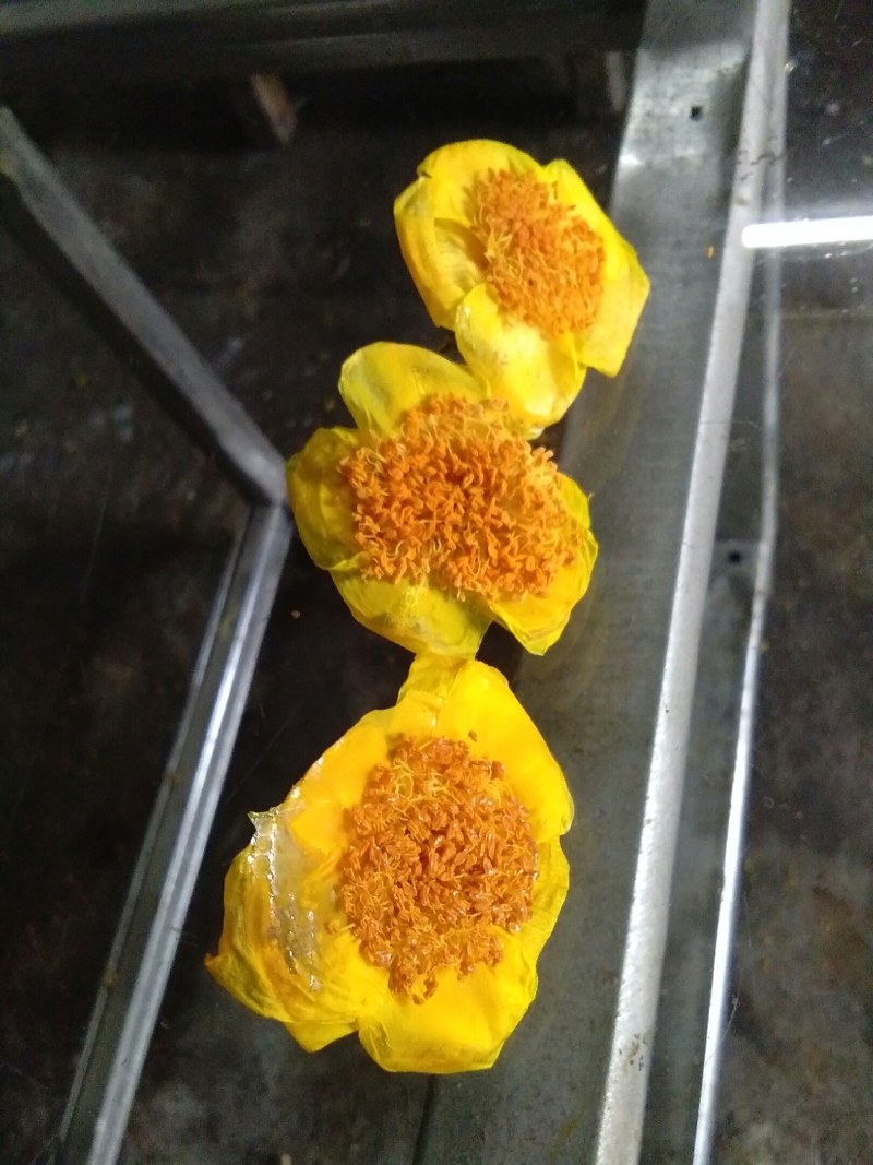 金花茶盛开季节准备结束，烘干300元每斤