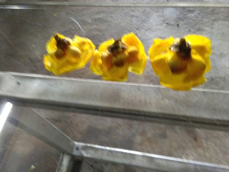 金花茶盛开季节准备结束，烘干300元每斤