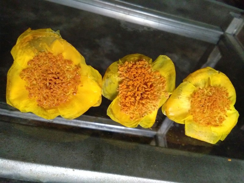 金花茶盛开季节准备结束，烘干300元每斤
