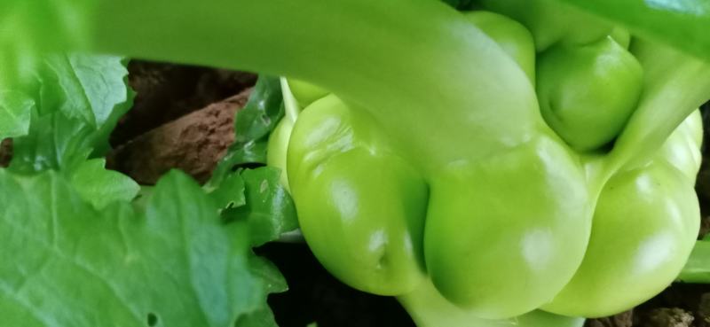 涪陵榨菜优质鲜货物品品牌质量