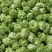 涪陵榨菜优质鲜货物品品牌质量