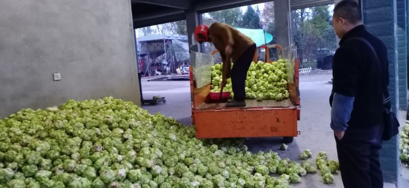 涪陵榨菜优质鲜货物品品牌质量