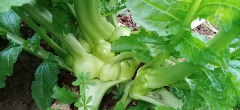 涪陵榨菜优质鲜货物品品牌质量