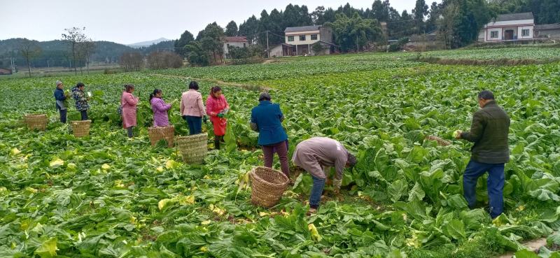 涪陵榨菜优质鲜货物品品牌质量