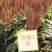 河北汉青种业有限公司—汉青一号生育期103-113天