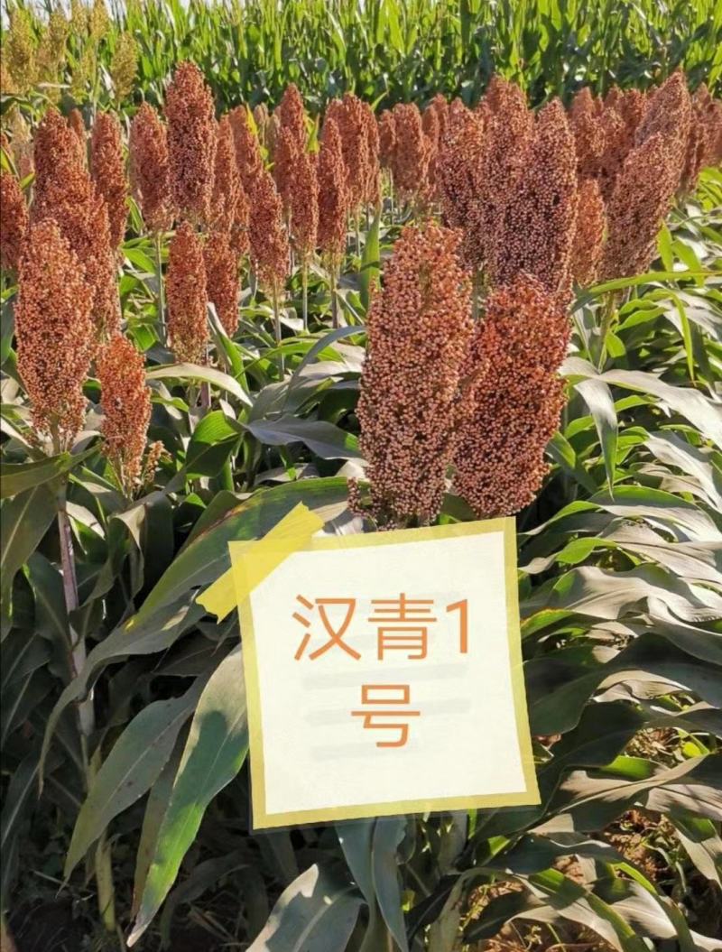 河北汉青种业有限公司—汉青一号生育期103-113天