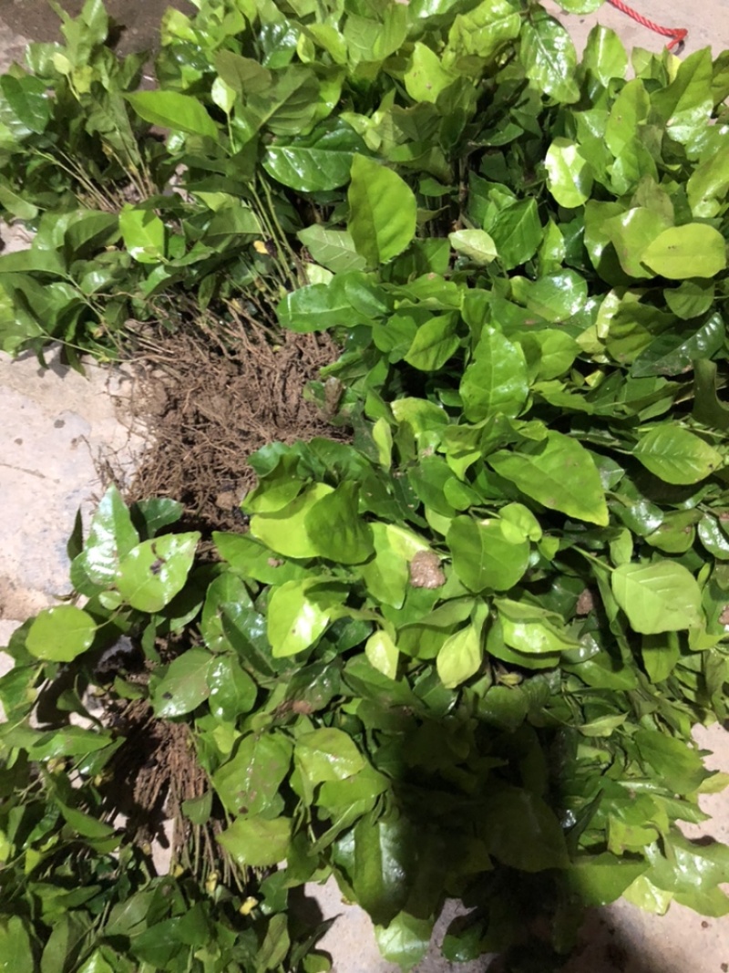 黄皮种苗小苗直生苗播种苗黄皮播种黑黄皮苗