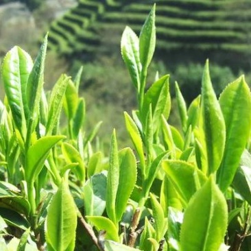 福建福鼎正宗健康的小白茶茶苗