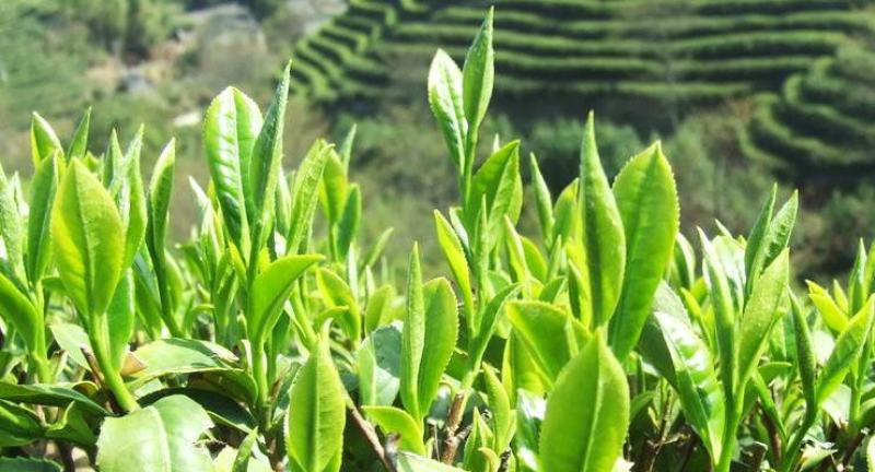 福建福鼎正宗健康的小白茶茶苗