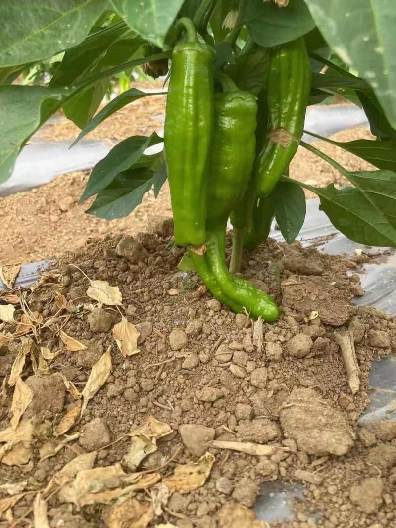 辣椒开始上市了，欢迎各地客商前来，其他蔬菜看图，