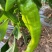 辣椒开始上市了，欢迎各地客商前来，其他蔬菜看图，